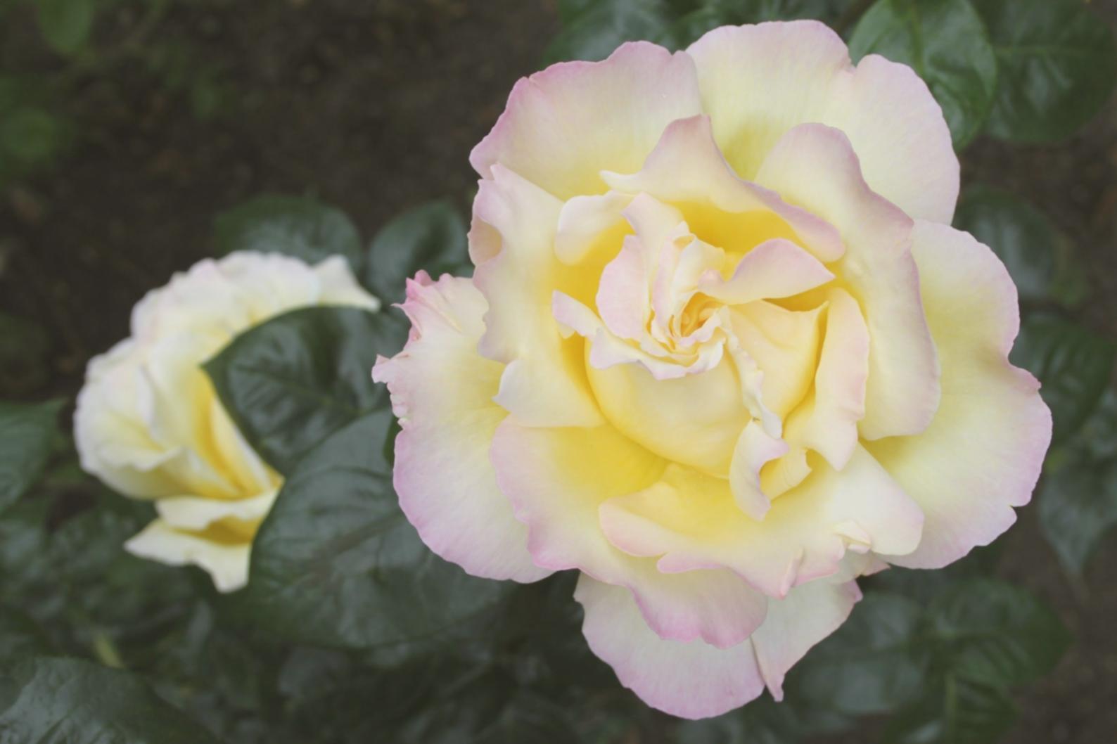 Heat-resistant floral arrangement surviving Baku summer conditions