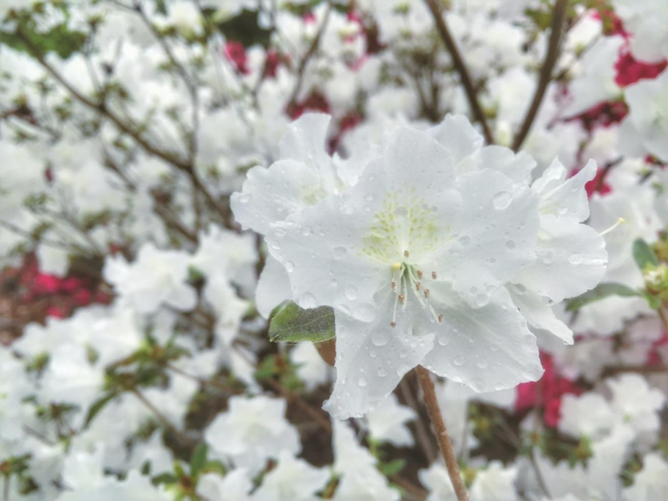 Climate-adapted seasonal arrangement